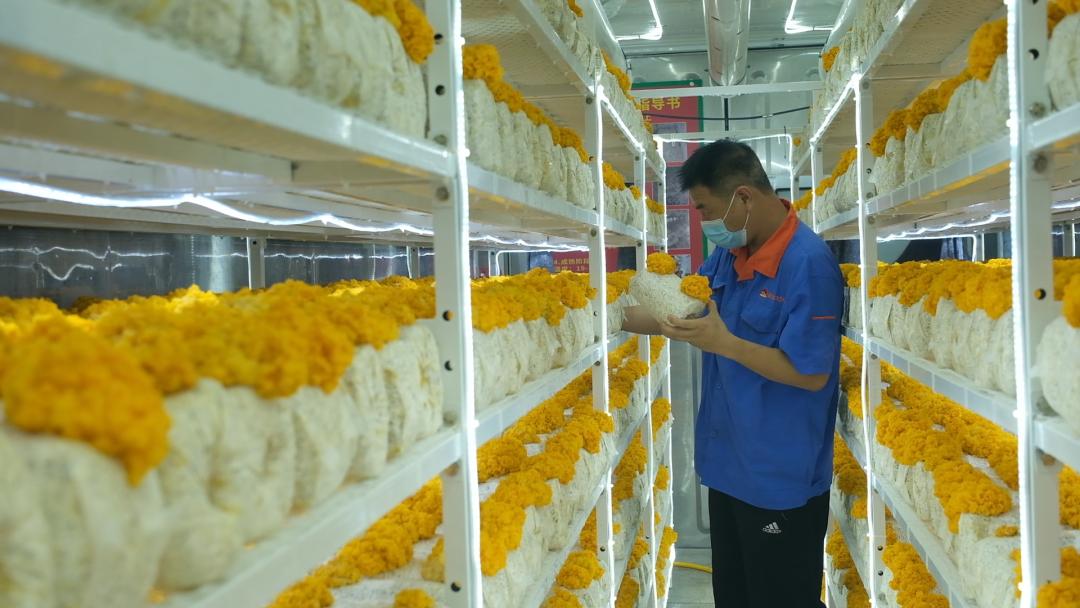 ɽ|fS𡱮a(chn)I(y)朣ġƼ(wn)a(chn)